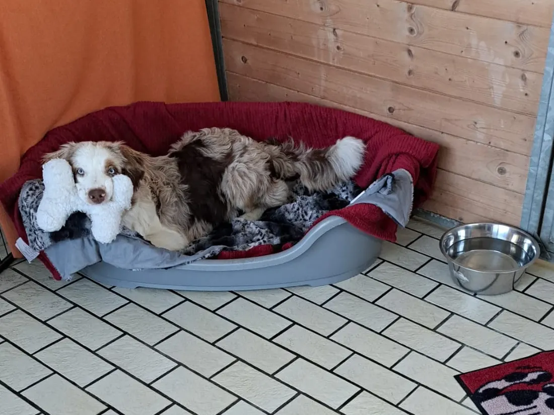 Australian Shepherd liegt mit einem Plüschknochen im Hundebett, daneben ein Wassernapf