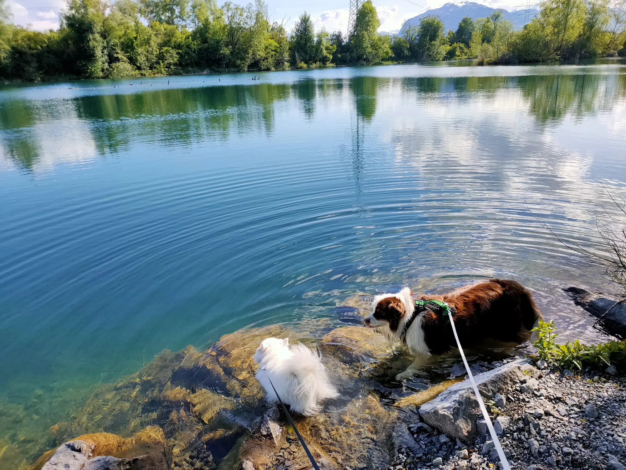 Australian Shepherd und Japan-Spitz stehen im klaren Wasser am Ufer des Alten Rheins