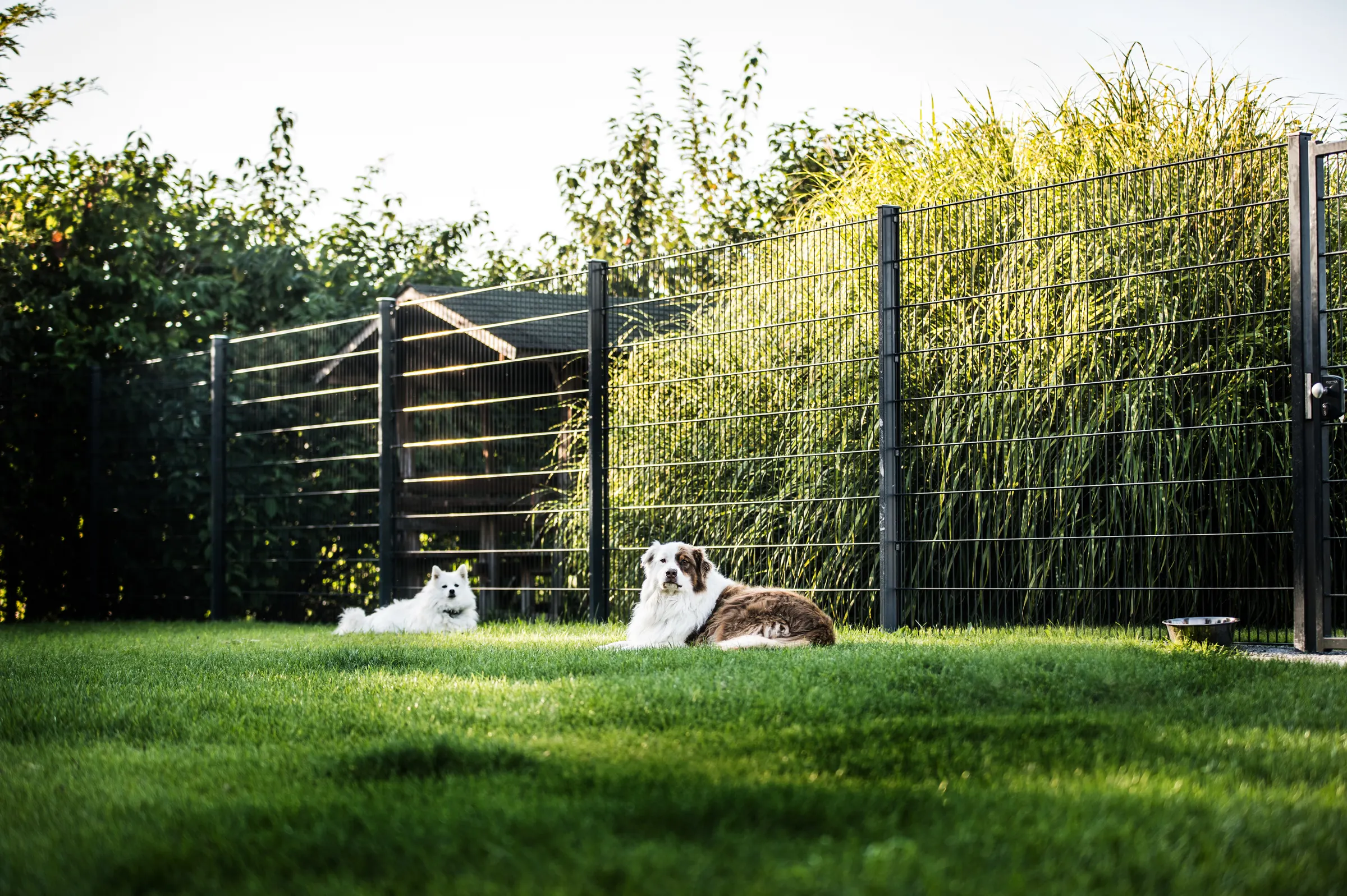 Zwei Hunde liegen im Gras vor einer Hecke